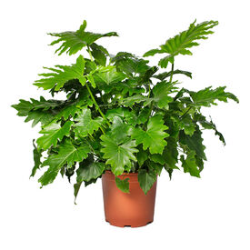 Shangri La, Philodendron Seed
